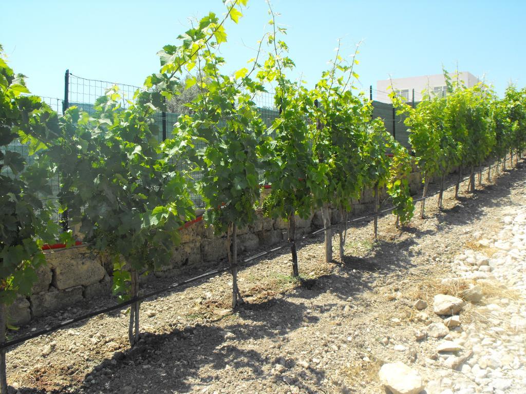 Agriturismoeloropizzuta Lido di Noto Esterno foto